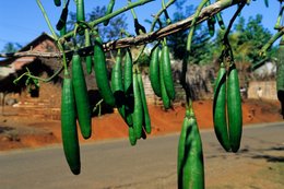 Agriculture;-Arbre-fruitier;-Archipel-des-Comores;-Branche;-France;-Fruits;-Fruits-verts;-Kaleidos;-Kaleidos-images;-La-parole-à-limage;-Laurent-Abad;-Mayotte;-Nature;-Océan-Indien;-Stories-Pictures